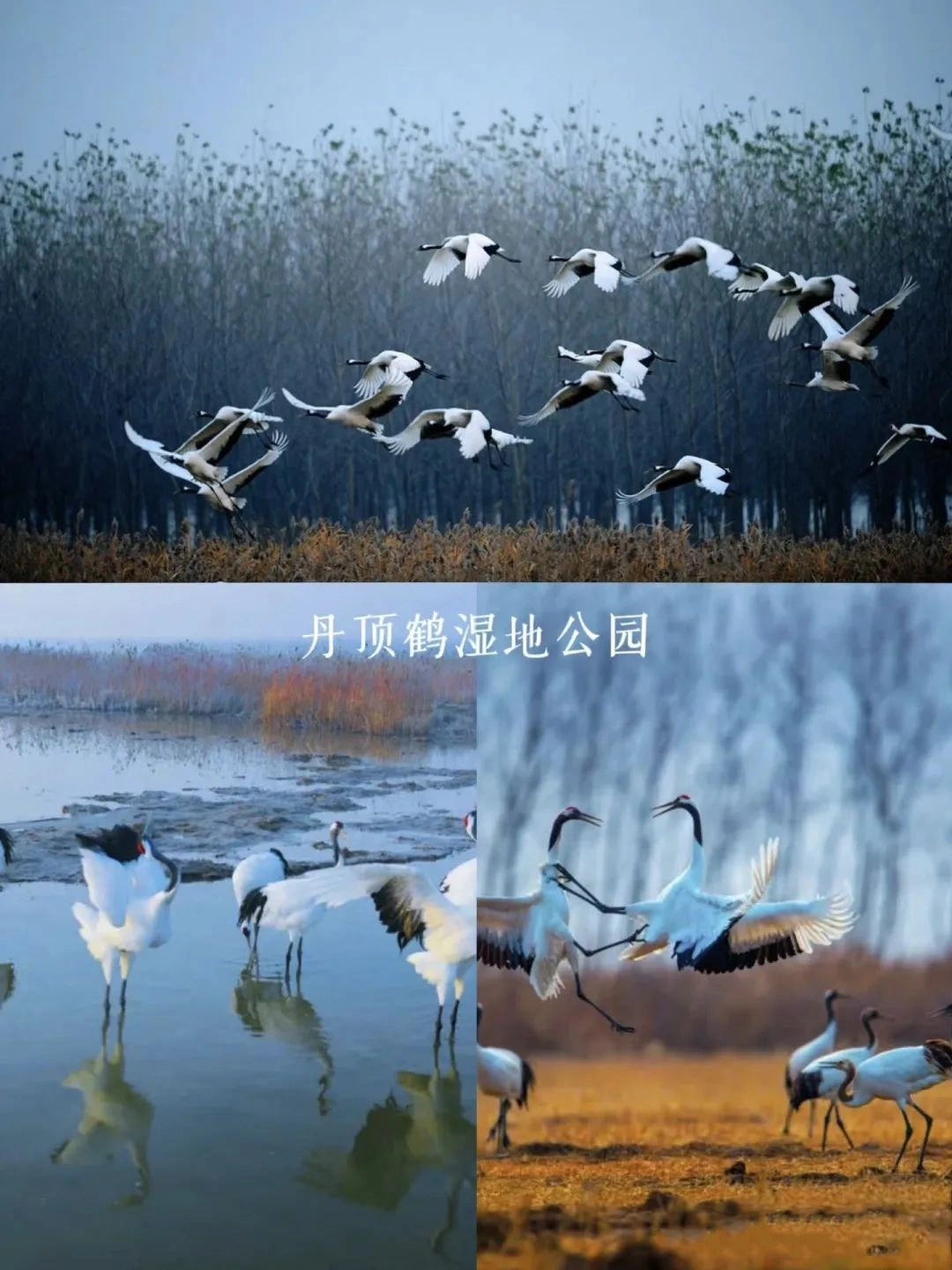 Yancheng Yellow Sea Wetland