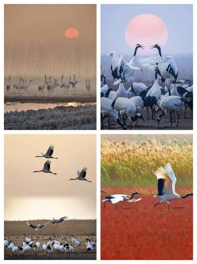 Yancheng Yellow Sea Wetland