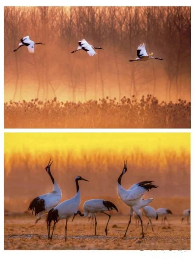 Yancheng Yellow Sea Wetland