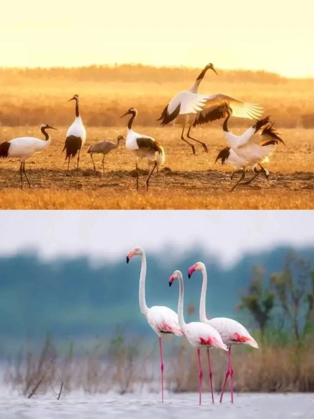 Yancheng Yellow Sea Wetland