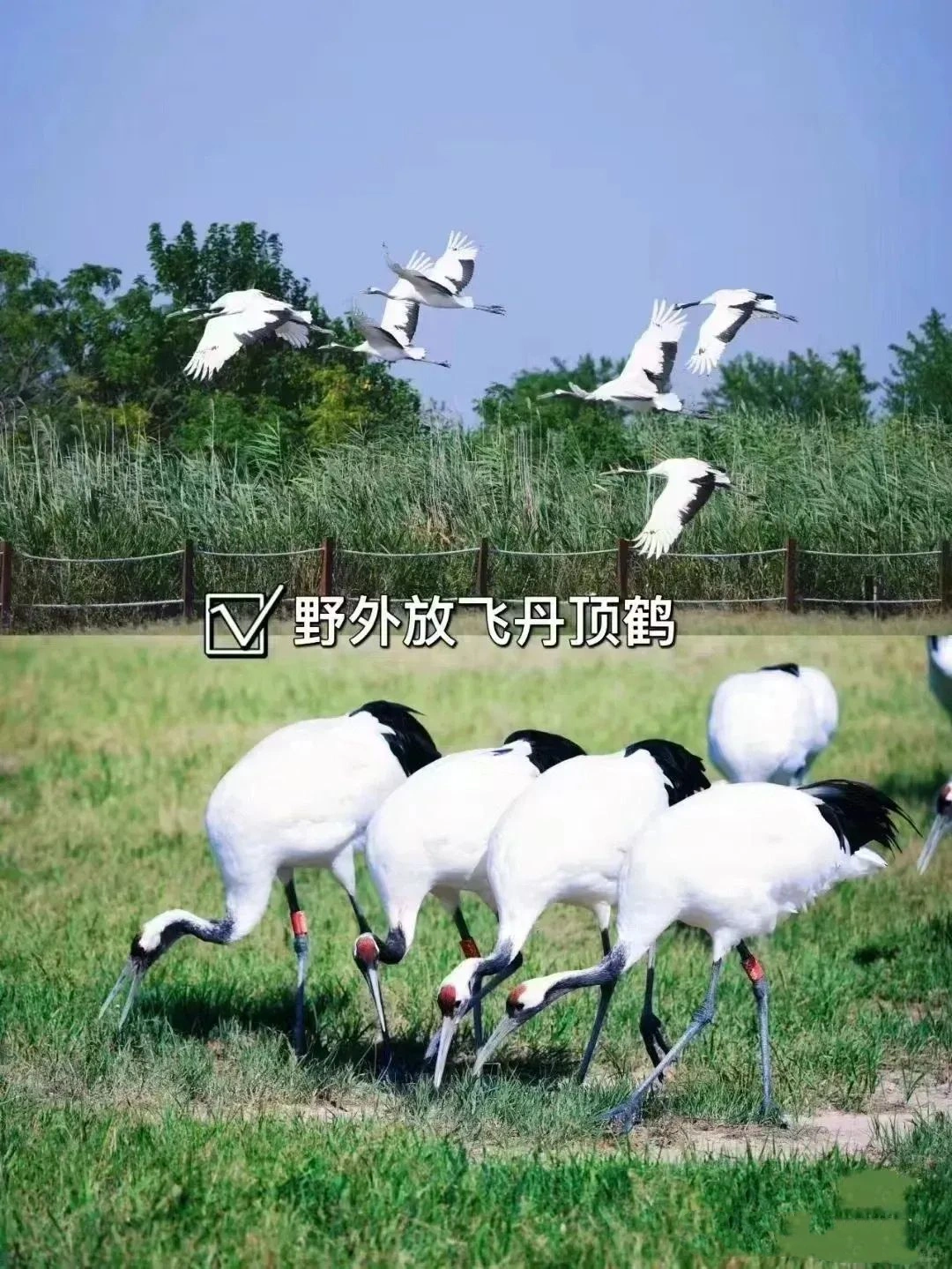 Yancheng Yellow Sea Wetland
