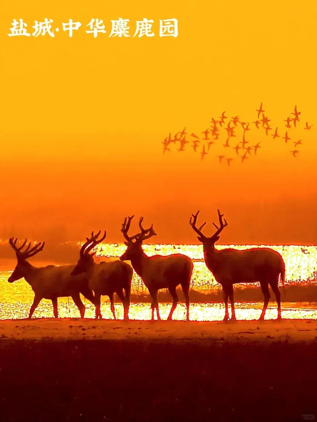 Yancheng Yellow Sea Wetland
