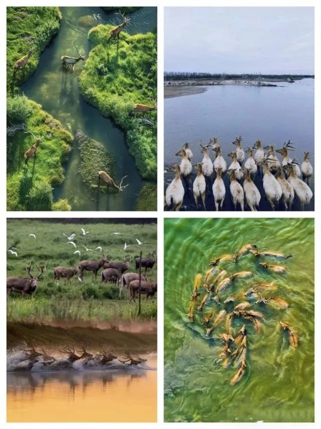 Yancheng Yellow Sea Wetland