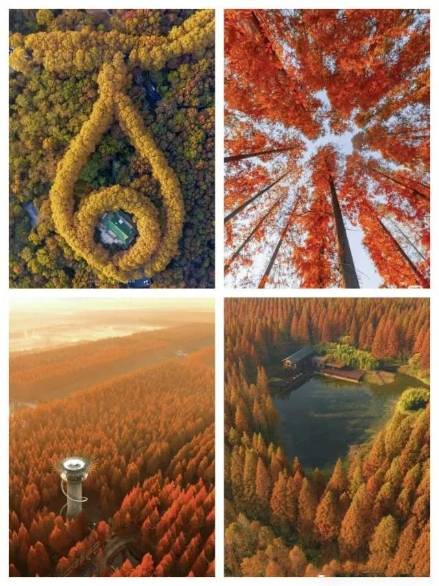 Yancheng Yellow Sea Wetland