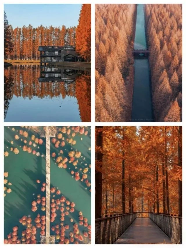 Yancheng Yellow Sea Wetland