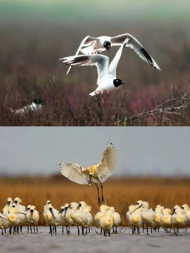 Yancheng Yellow Sea Wetland