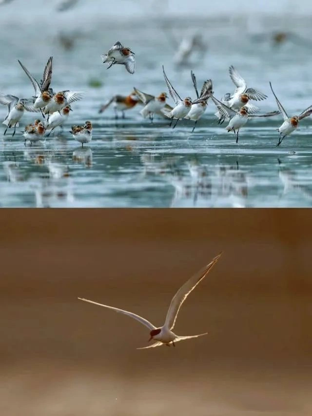 Yancheng Yellow Sea Wetland
