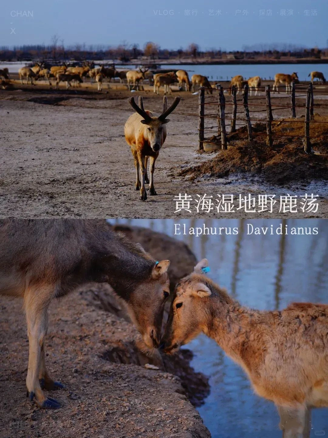 Yancheng Yellow Sea Wetland